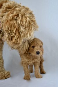 gezondheid moederhond met pup