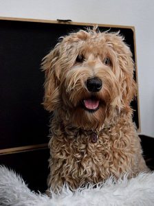 labradoodle