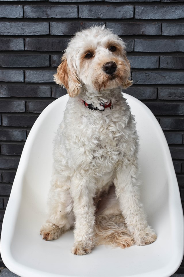 I'll Twist The Neck Of A Sweet Dog Onze honden - Dog Sweet Dog