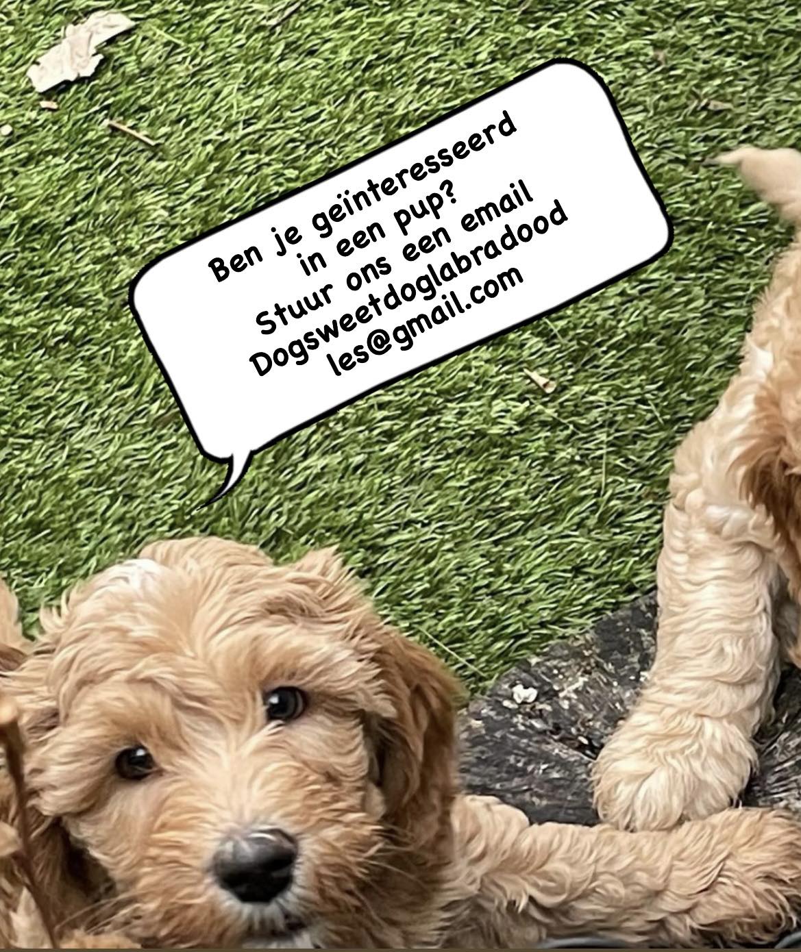 Cobberdog nl shop